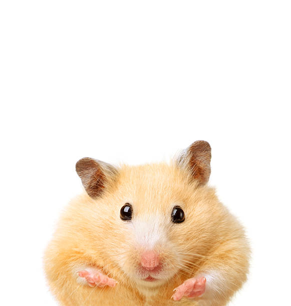 28,913 Funny Mouse Stock Photos, Pictures & Royalty-Free Images - iStock | Funny hamster, Funny animals, Funny chicken 28,913 Funny Mouse Stock Photos, Pictures & Royalty-Free Images - iStock | Funny hamster, Funny animals, Funny chicken
