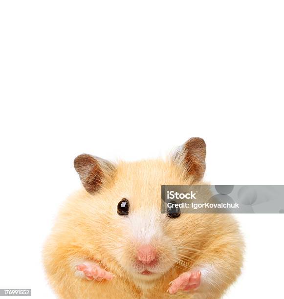 Little Funny Gamster Stock Photo - Download Image Now - Hamster, White Background, Humor