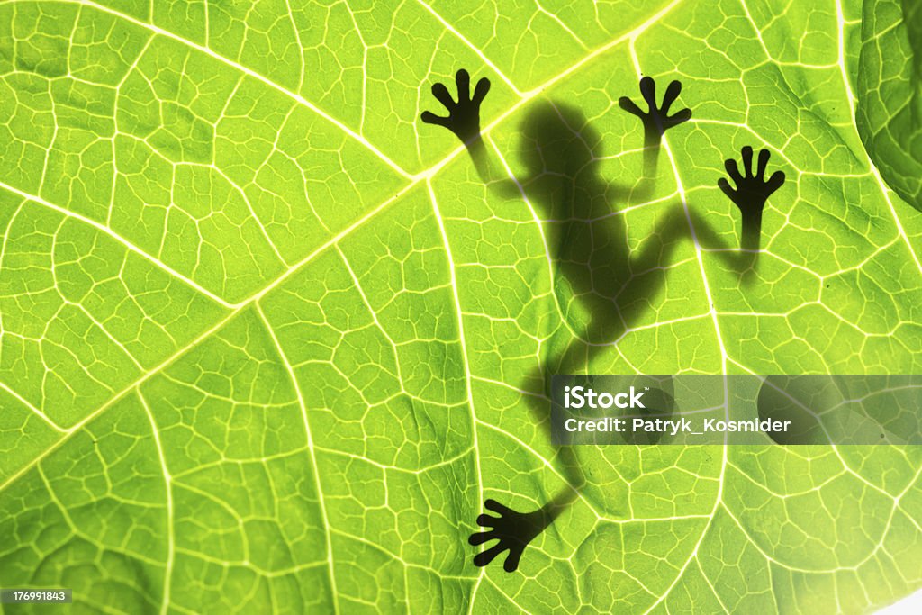 Frog shadow on the leaf Frog shadow on the leaf Other gallerys: Frog Stock Photo