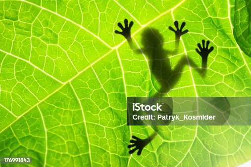 23,707 Frog On Leaf Stock Photos, Pictures & Royalty-Free Images - iStock |  Tree frog, Rain-forest, Frogspawn