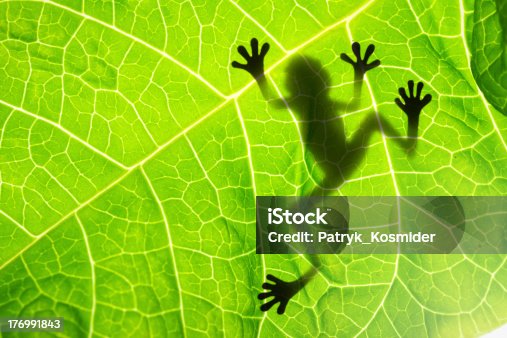 23,707 Frog On Leaf Stock Photos, Pictures & Royalty-Free Images - iStock | Tree frog, Rain-forest, Frogspawn 23,707 Frog On Leaf Stock Photos, Pictures & Royalty-Free Images - iStock | Tree frog, Rain-forest, Frogspawn