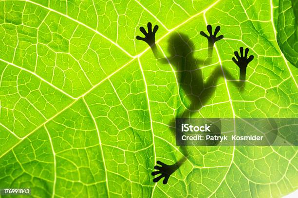 Frog Shadow On The Leaf Stock Photo - Download Image Now - Frog, Macrophotography, Leaf
