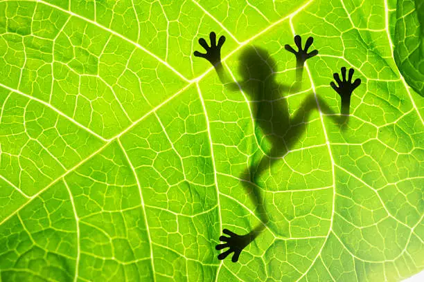 Photo of Frog shadow on the leaf