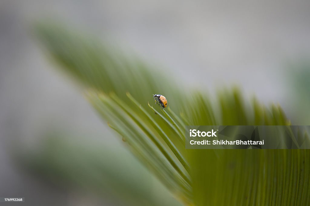 Coccinelle à l'extrémité d'une plante à épines. - Photo de De grande taille libre de droits