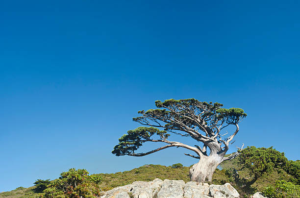 Sway tree on the rock stock photo