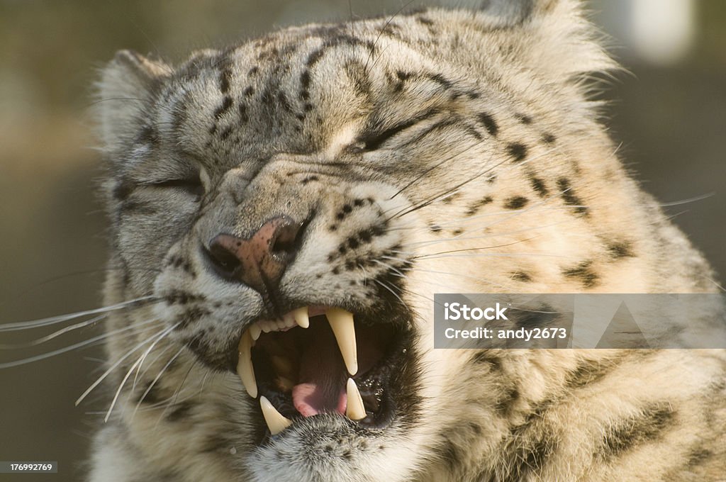 Snarling Snow Leopard - Foto de stock de Jardim Zoológico royalty-free