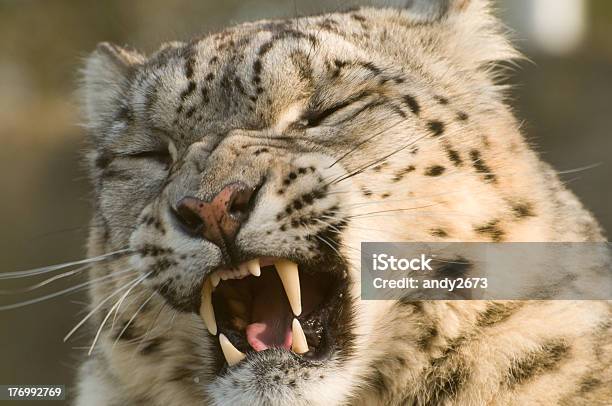 Foto de Snarling Snow Leopard e mais fotos de stock de Jardim Zoológico - Jardim Zoológico, Animal, Bigode de animal