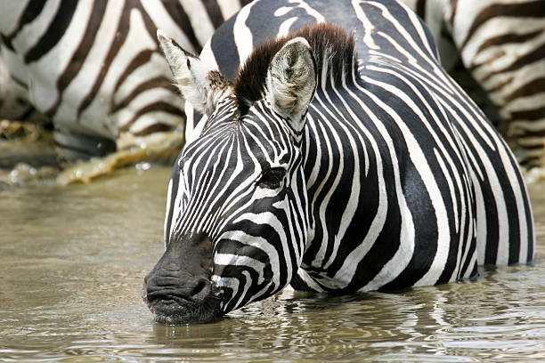 Zebra Rasmlari 240+ Zebra Drinking Water Stock Photos, Pictures & Royalty-Free Images ...