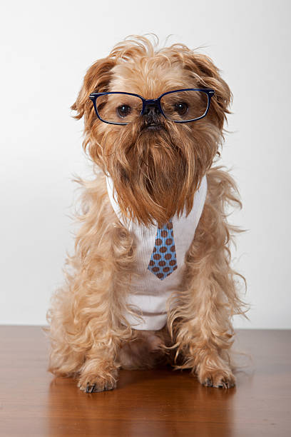 istock Serious dog in glasses 176992927