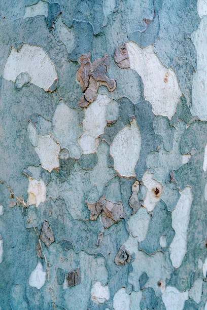 istock Camouflage texture of sycamore tree bark 1769930519