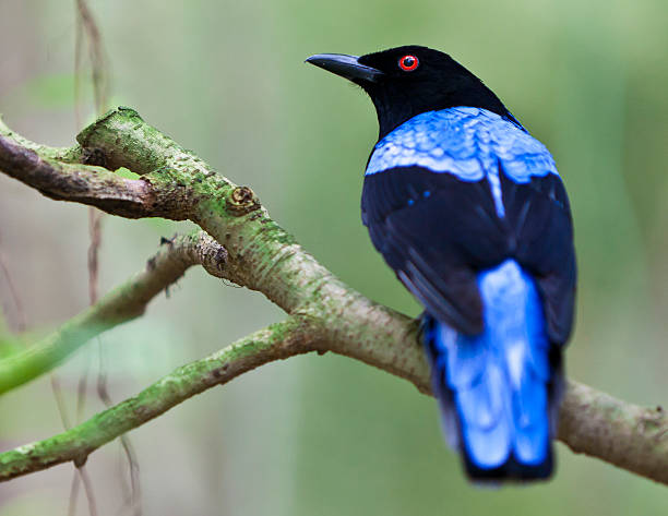 istock Asian Fairy Bluebird 176993068