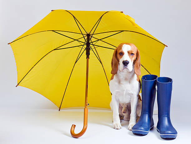 istock An unhappy dog under a yellow umbrella next to wellingtons 176993274