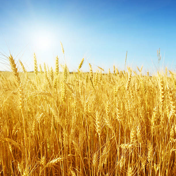 istock Wheat field and blue sky with sun. 176993291