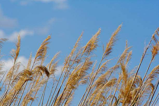 Grass with Sky in Background stock photo