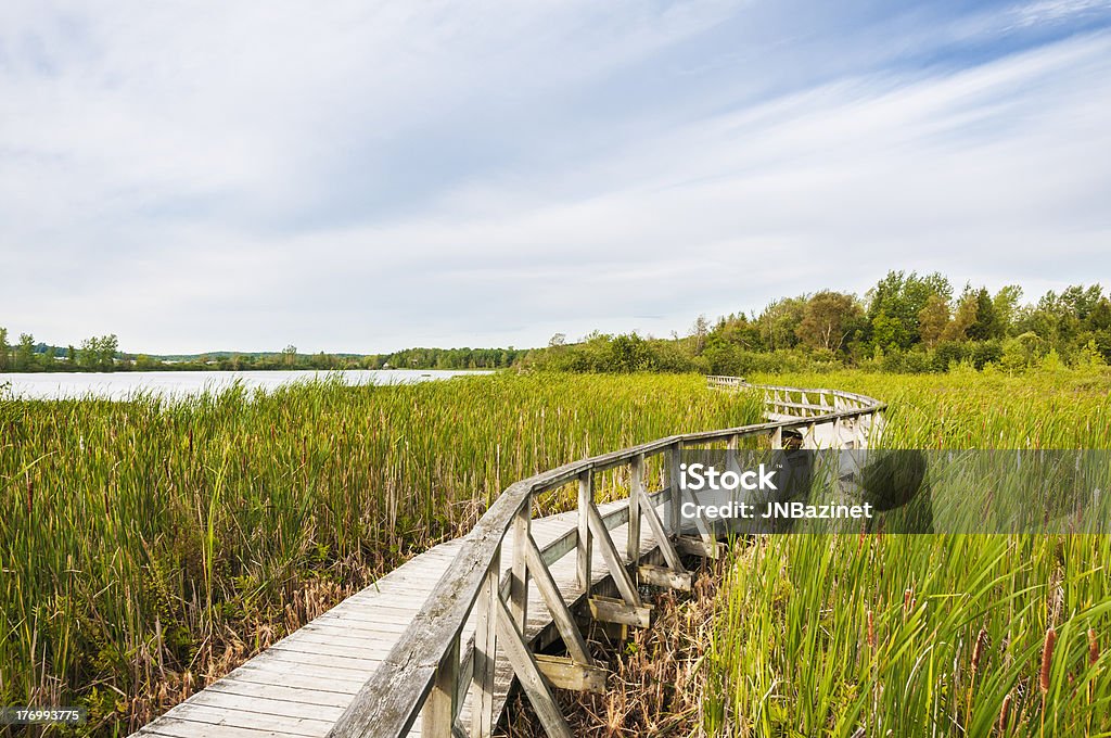 Malownicze Marsh Boardwalk - Zbiór zdjęć royalty-free (Bagno)