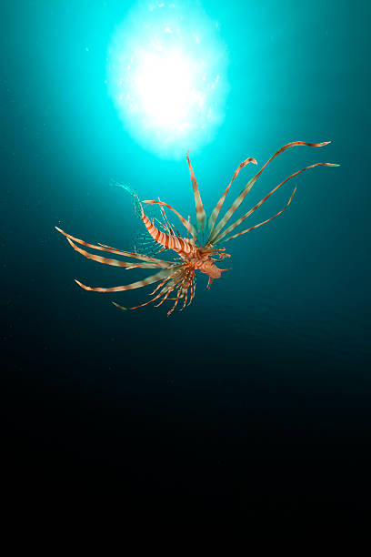 istock Lionfish and tropical reef in the Red Sea. 176993840