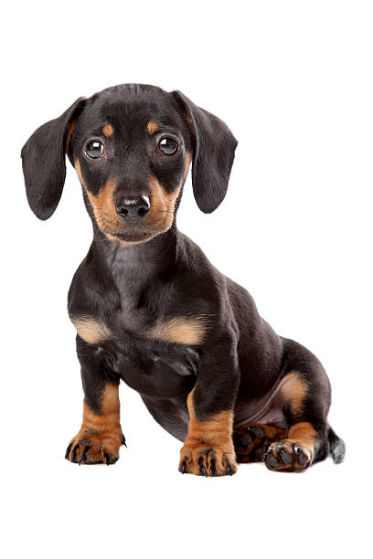 istock Dachshund, dachshund puppy 176993907