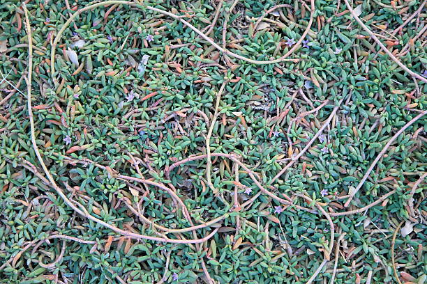 Israel desert plant sesuvium portulacastrum