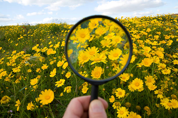 istock Chrysanthemum field with Magnifying Glass 176994441