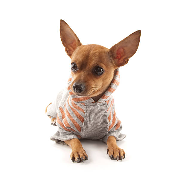 istock Chiuhuauhua 176994648