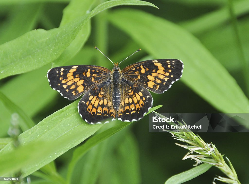 Aphrodite dans l'herbe - Photo de Aile d'animal libre de droits