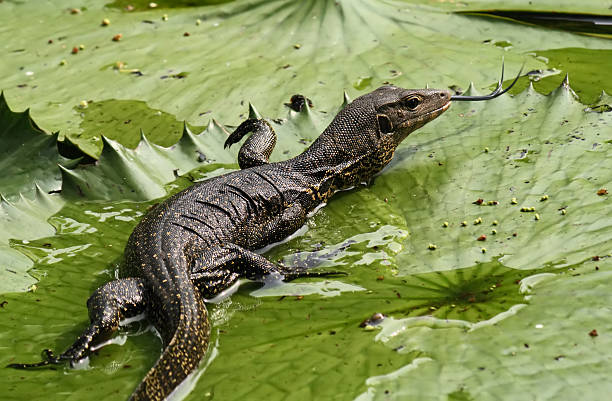 istock Asian water monitor lizard 176994879