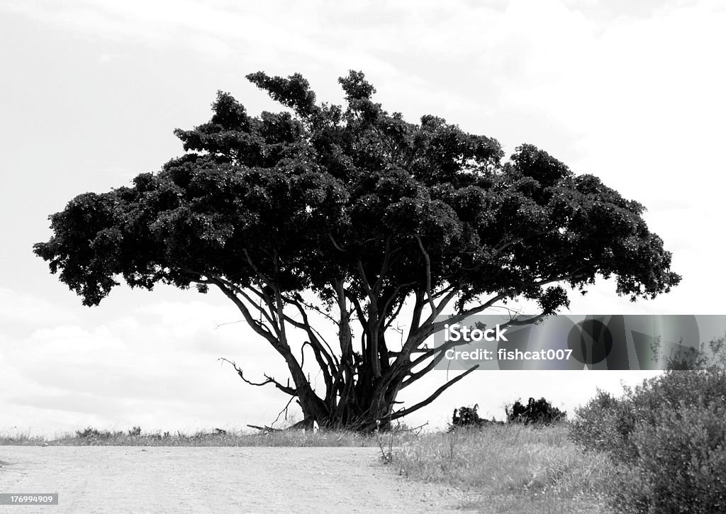 Preto e Branco da árvore solitária - Royalty-free Admirar a Vista Foto de stock