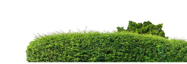 istock Shrubs isolated on white background with clipping path and alpha channel 1769953647