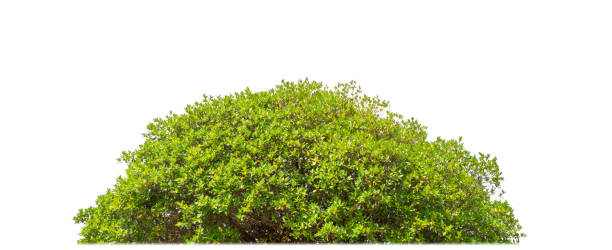 istock Shrubs isolated on white background with clipping path and alpha channel 1769953652