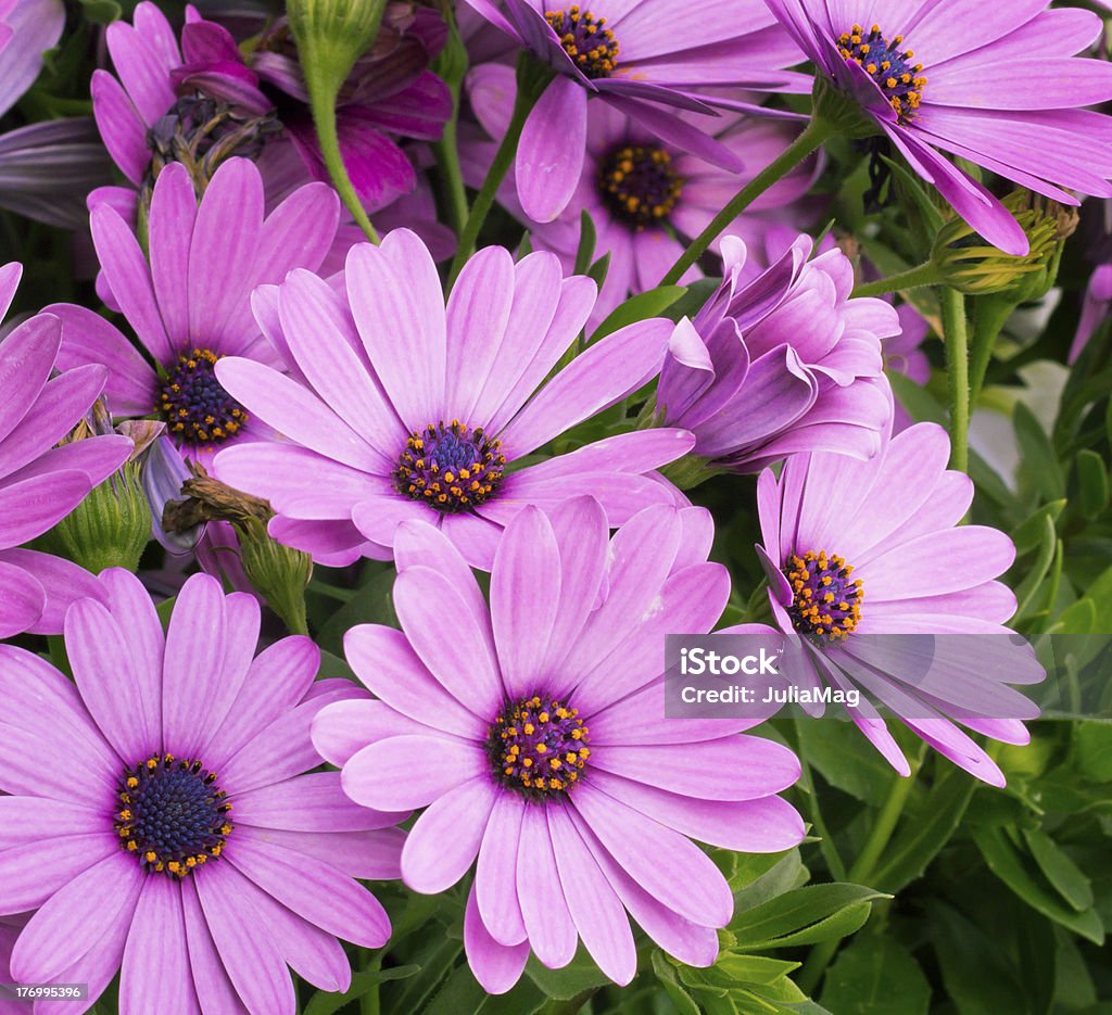 Violets fleurs de Marguerite - Photo de Osteospermum libre de droits