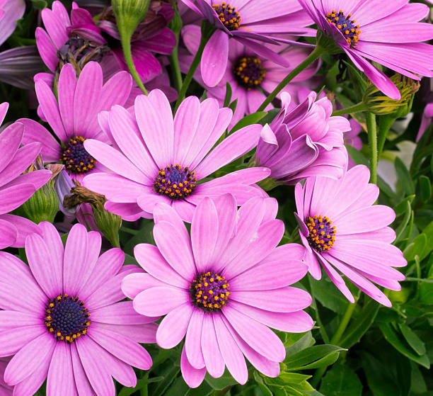 A Pink African Daisy Flower with Petals on Black Background