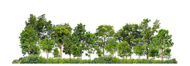 istock Green trees isolated on white background forest and summer foliage for both print and web with cut path and alpha channel 1769954704