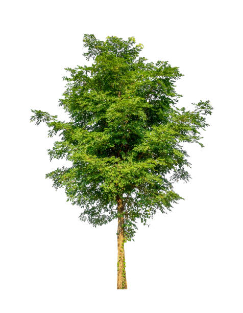 istock Trees that are isolated on a white background are suitable for both printing and web pages 1769954712