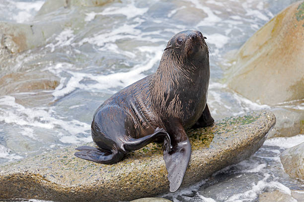 190+ Lion De Mer De Nouvelle Zélande Photos, taleaux et images libre de