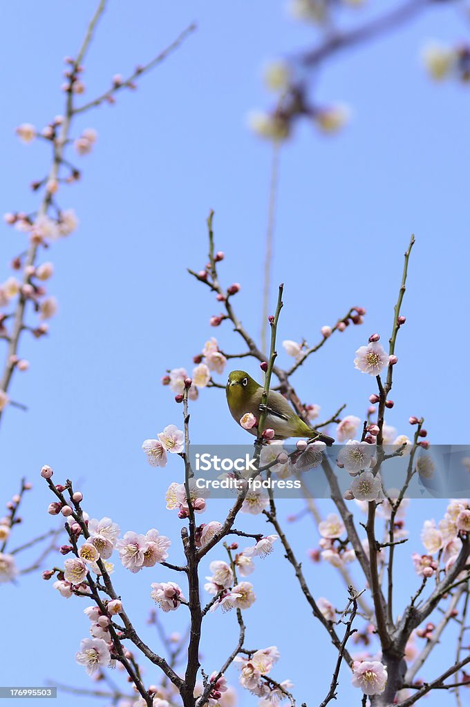 Mejiro and plum blossoms. Mejiro and plum blossoms. Japanese white-eye on twig of Plum. Animal Stock Photo