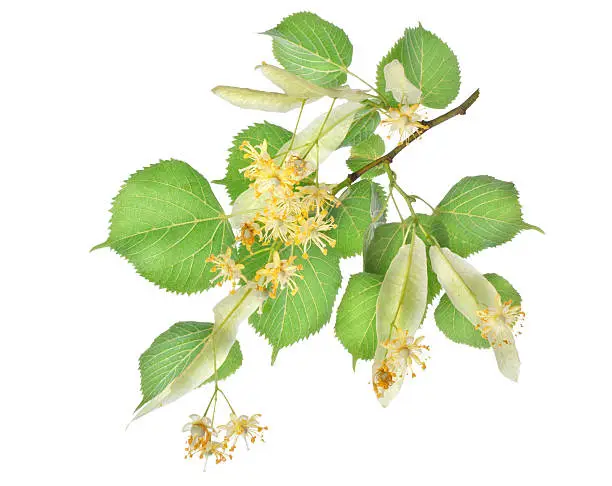 Flowers of linden-tree isolated on a white background