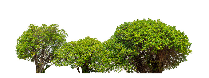 Green trees isolated on white background with clipping path, single tree with clipping path and alpha channel