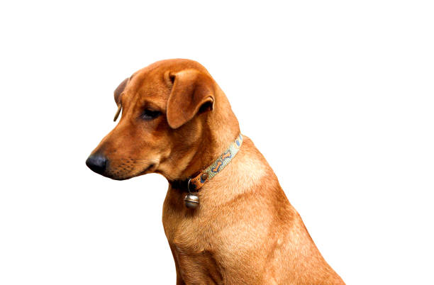 istock Red male dog  isolated  white background for both printing and web pages with cut path and alpha channel 1769956367