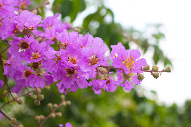 istock Violet flower of bungor tree, Lagerstroemia floribunda Jack ex Blumer 1769956644