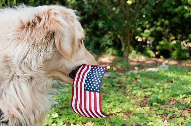 istock Golden Retriever With American Flag 176995670