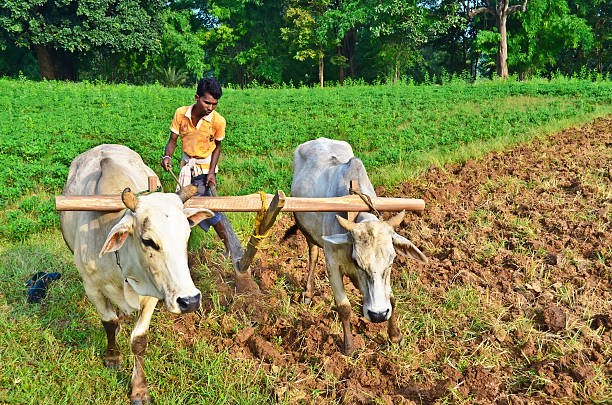 Indian farmer stock photo