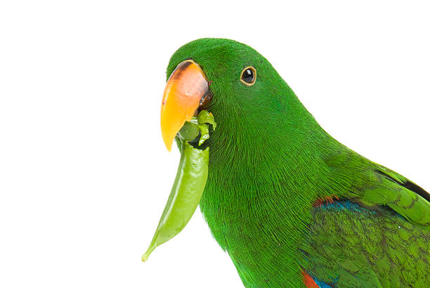 Eclectus Parrot eating a pea pod on white background "Eclectus Parrot, one year old, eating a pea pod on white background" eclectus parrot australia stock pictures, royalty-free photos & images