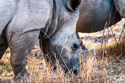 Rhinoceros in a private reserve in Kruger park in South Africa. High quality photo