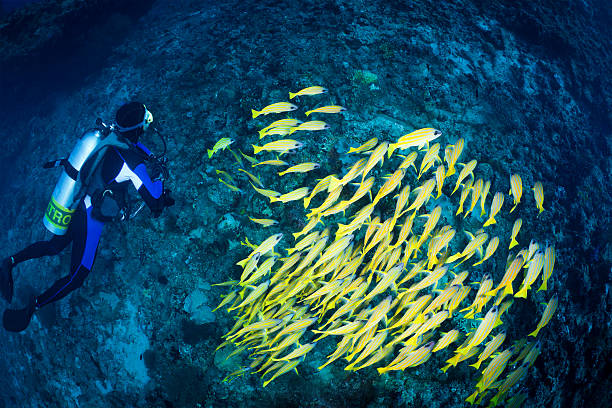 istock diver & school of blue striped snappers, Maldives 176995931