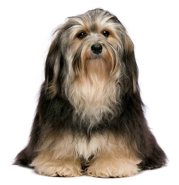 istock Cute sitting tricolor Havanese dog is frontal to camera 176996166
