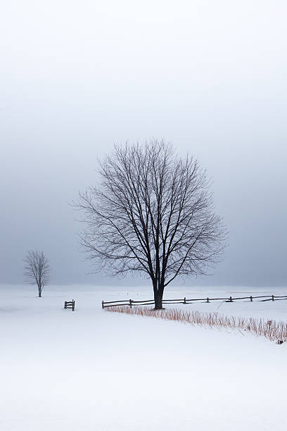 Winter trees stock photo