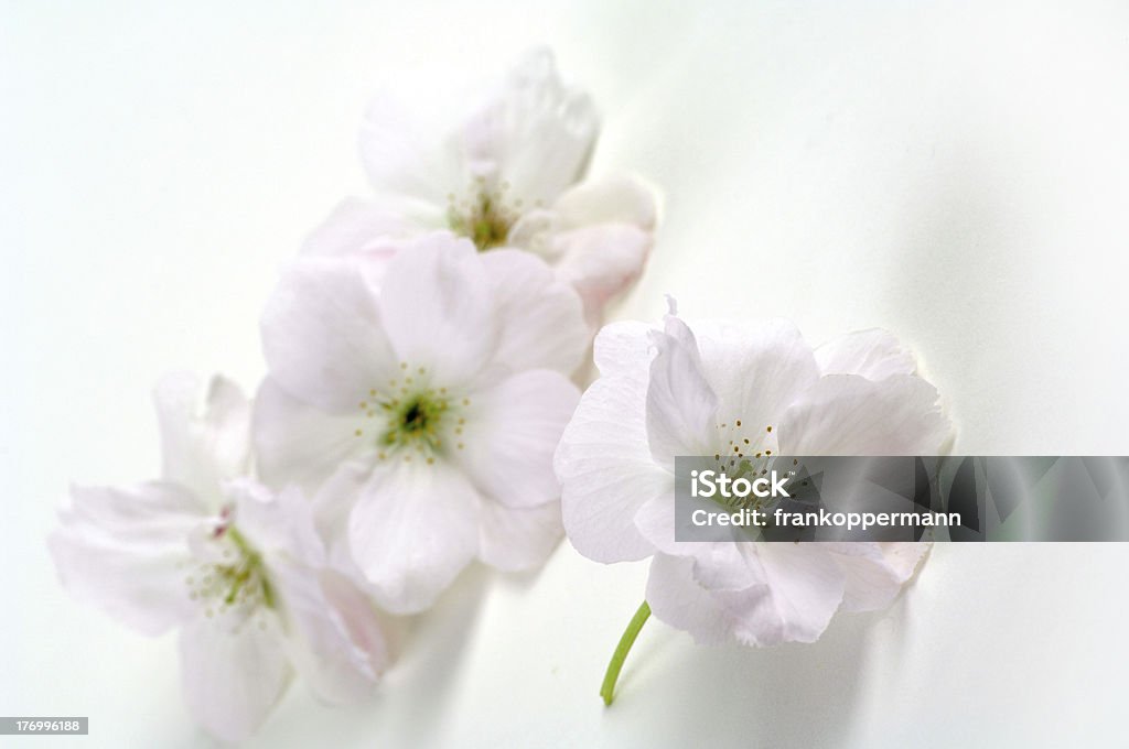 Cherry blossom - Lizenzfrei April Stock-Foto