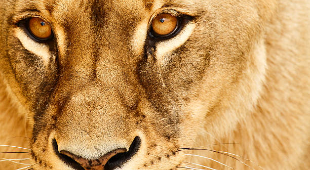 Eyes of lioness