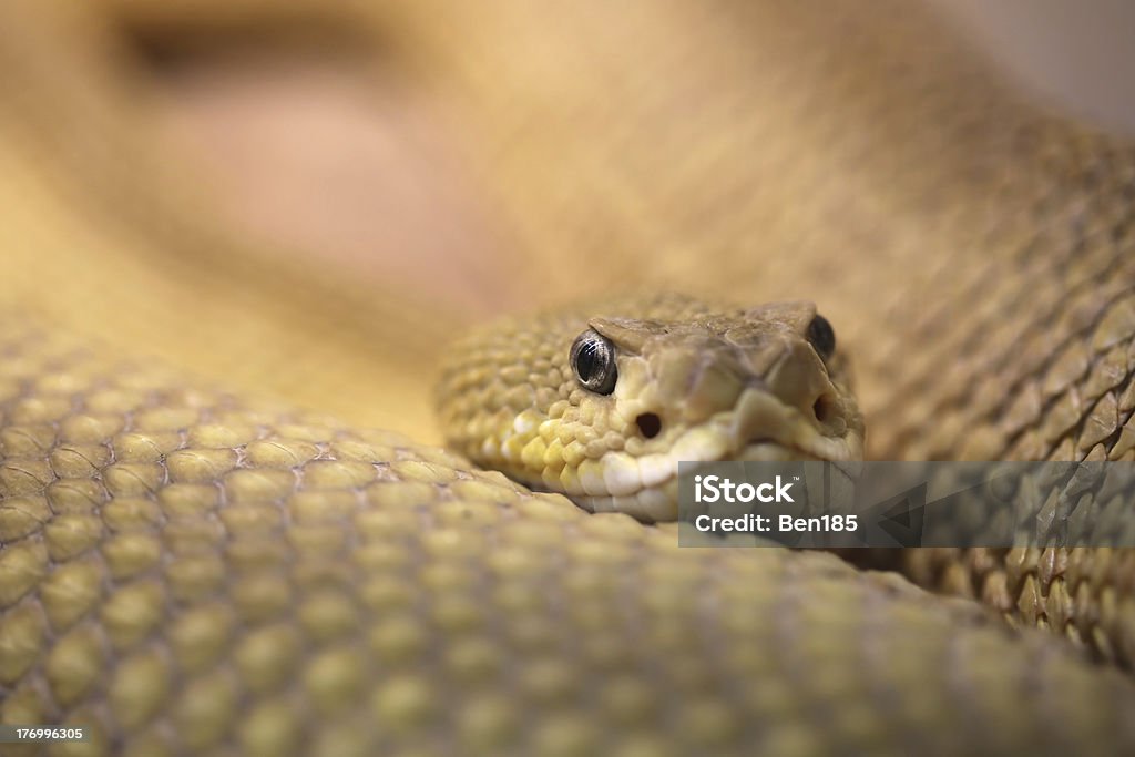 Rattlesnake Mexican west-coast rattlesnake - Crotalus Basiliscus Aggression Stock Photo