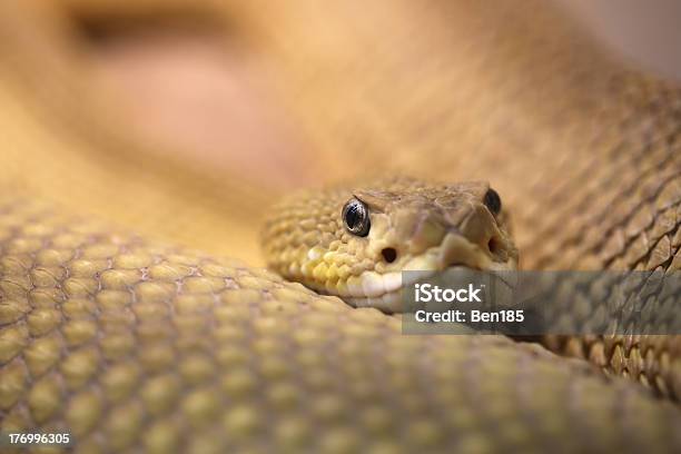 Rattlesnake Stock Photo - Download Image Now - Aggression, Animal, Animal Scale